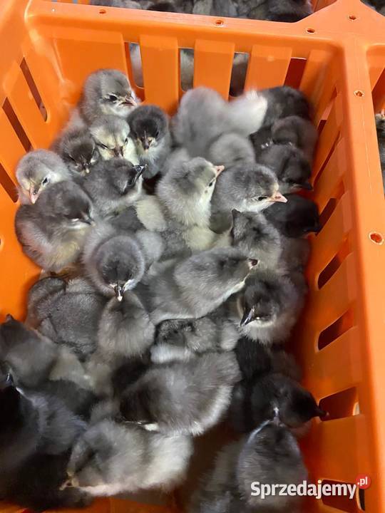 Pisklaki kury brojler Rosa Brązowa Blue Września