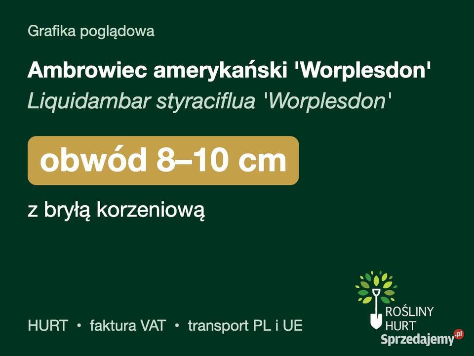 Ambrowiec amerykański Worplesdon obwód 810 z
