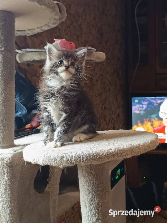Śliczne kocięta Maine coon z rodowodem Maine Coon Ostrowiec Świętokrzyski