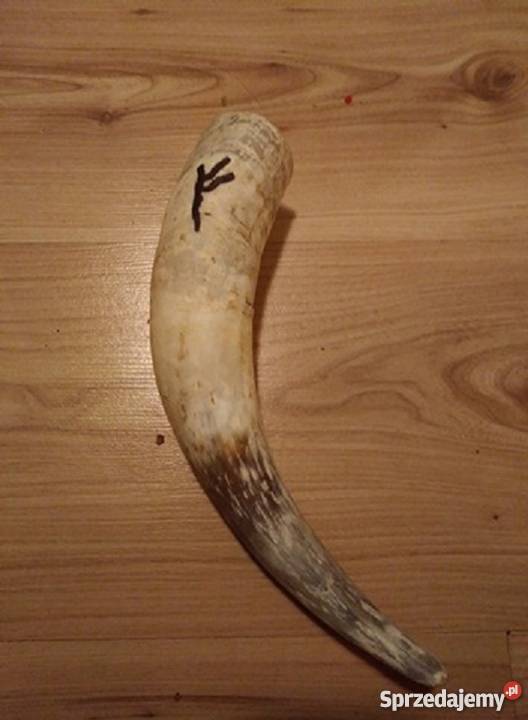 róg krowi 275 Mirsk