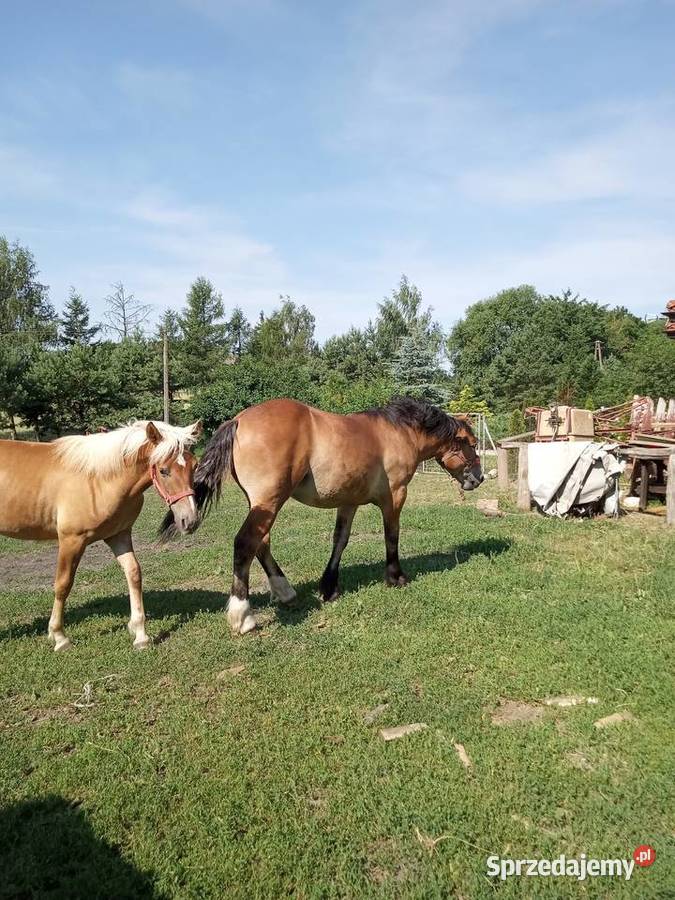 Sprzedam zrebice sztumska Konie Brodnica sprzedam