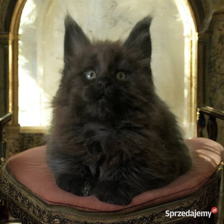 Maine Coon kocięta Wińsko