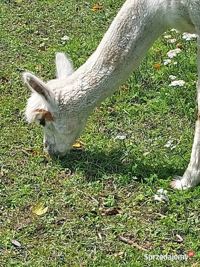 Stado alpak podlaskie Nowinka