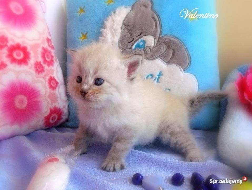 Kocięta syberyjskie rodowodowe Zwierzęta Tczew