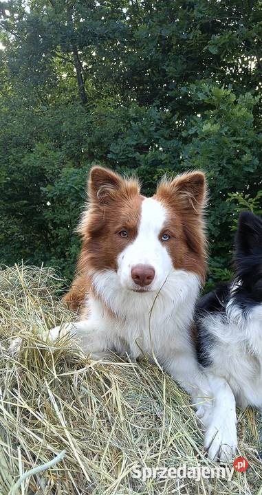 Sprzedam szczenięta border collie Rzeszów