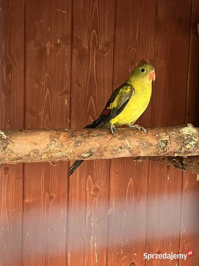 Samiec papugi Górskiej Berg