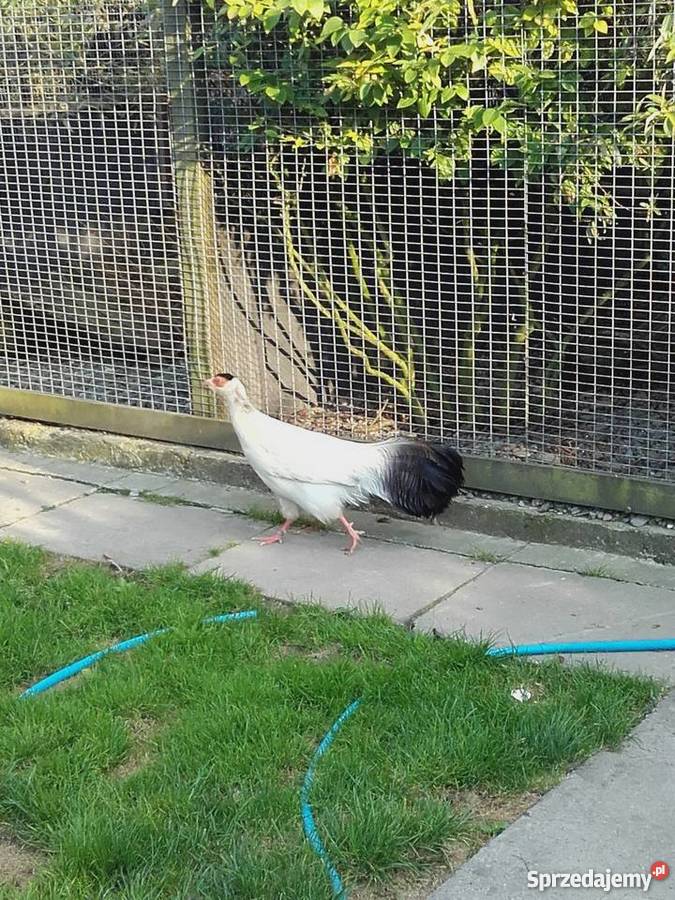 Bażant uszak biały samiec śląskie Bąków