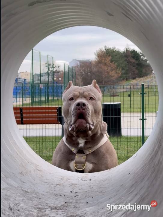 Reproduktor American Bully XL