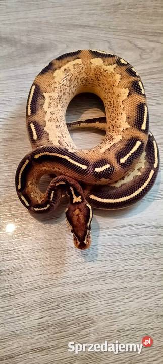 Pytony królewskie python regius Gady i płazy Nowa Wola sprzedam