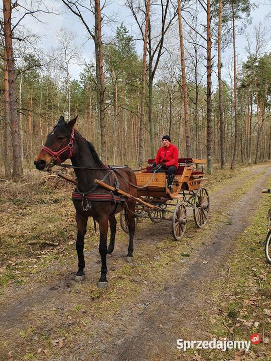 bryczka jednokonna Sawin
