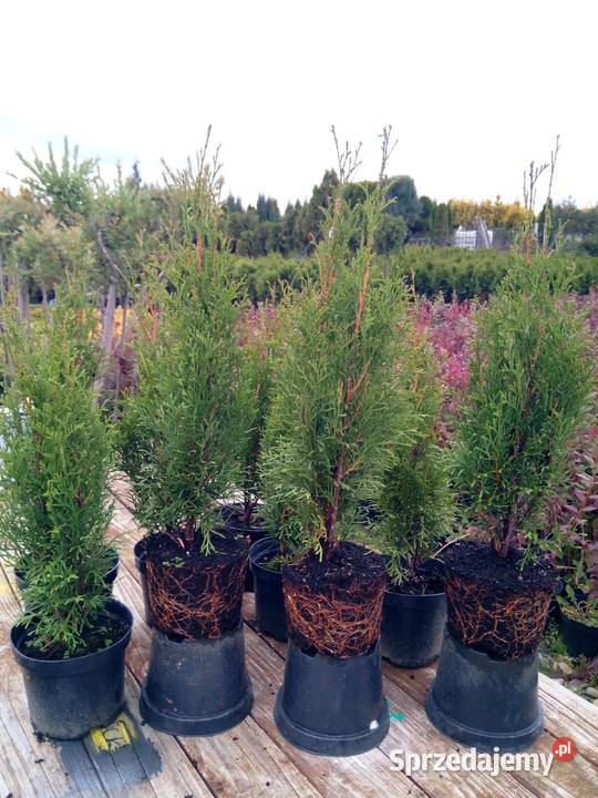Tuja szmaragd tuje thuja smaragd szmaragdowa Iglaste małopolskie