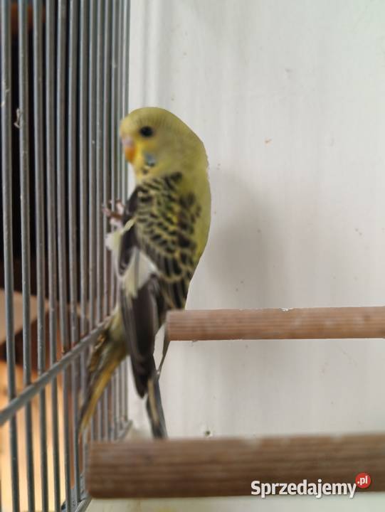 Falista Black face sprzedam