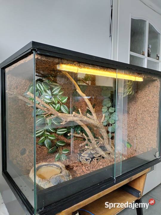 Terrarium wąż Pyton królewski regius Gady i płazy Gady i płazy Połomia