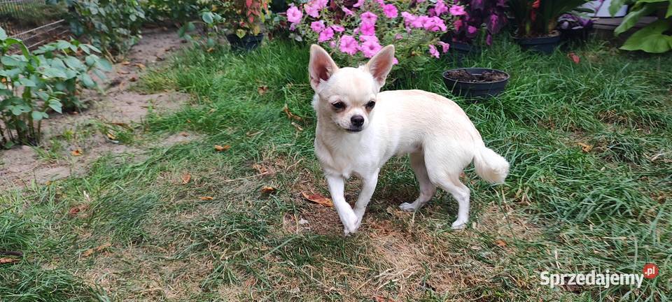 Chihuahua mini pies xxx szczeniak prawdziwy Radom sprzedam