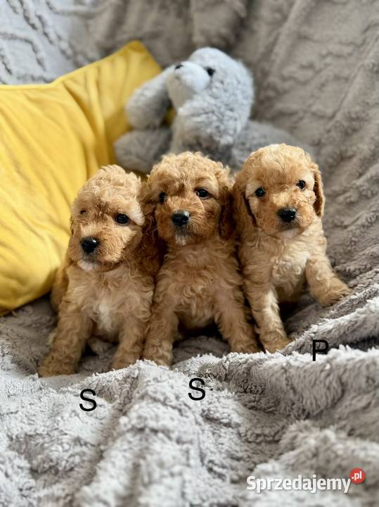 Cockapoo f1b śliczne szczenięta świętokrzyskie Brody