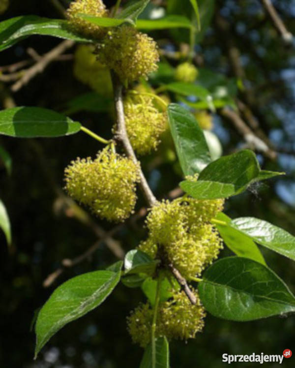 ŻÓŁTNICA POMARAŃCZOWA sadzonki w doniczkach Rośliny Ustronie sprzedam