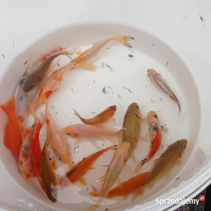 Karaś karp koi ozdobne rybki do oczka Bożków