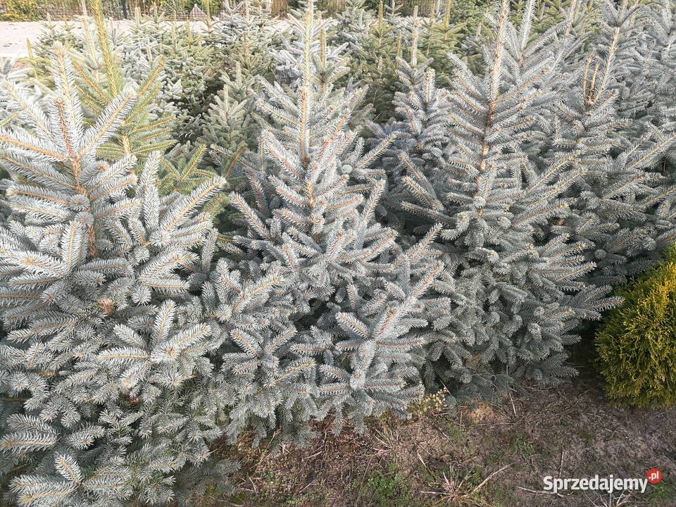 Tuje szmaragd tuje kule świerki srebrne podkarpackie Mielec