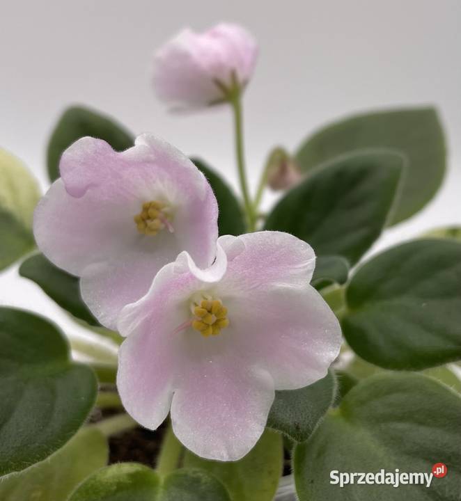 Fiołek afrykański sadzonka świętokrzyskie Jędrzejów