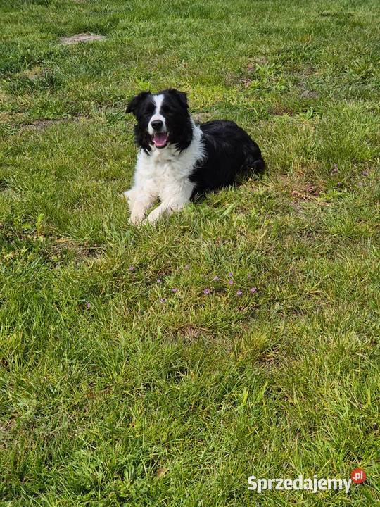 5 letni samiec border collie wykastrowany Zamość