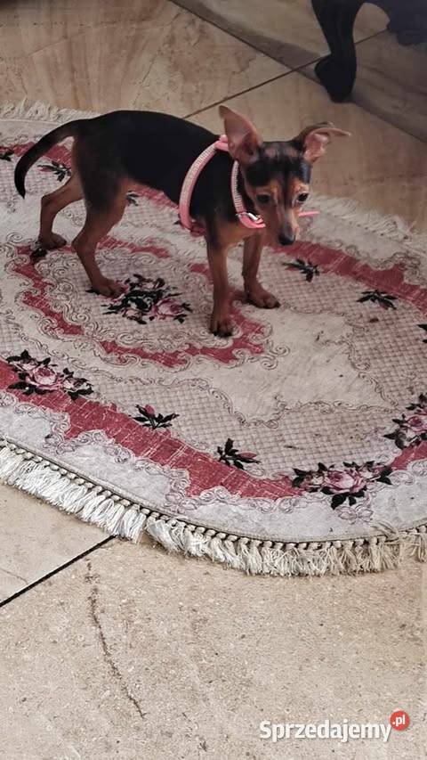 Pinczer miniatura pieski i suczki Radomsko