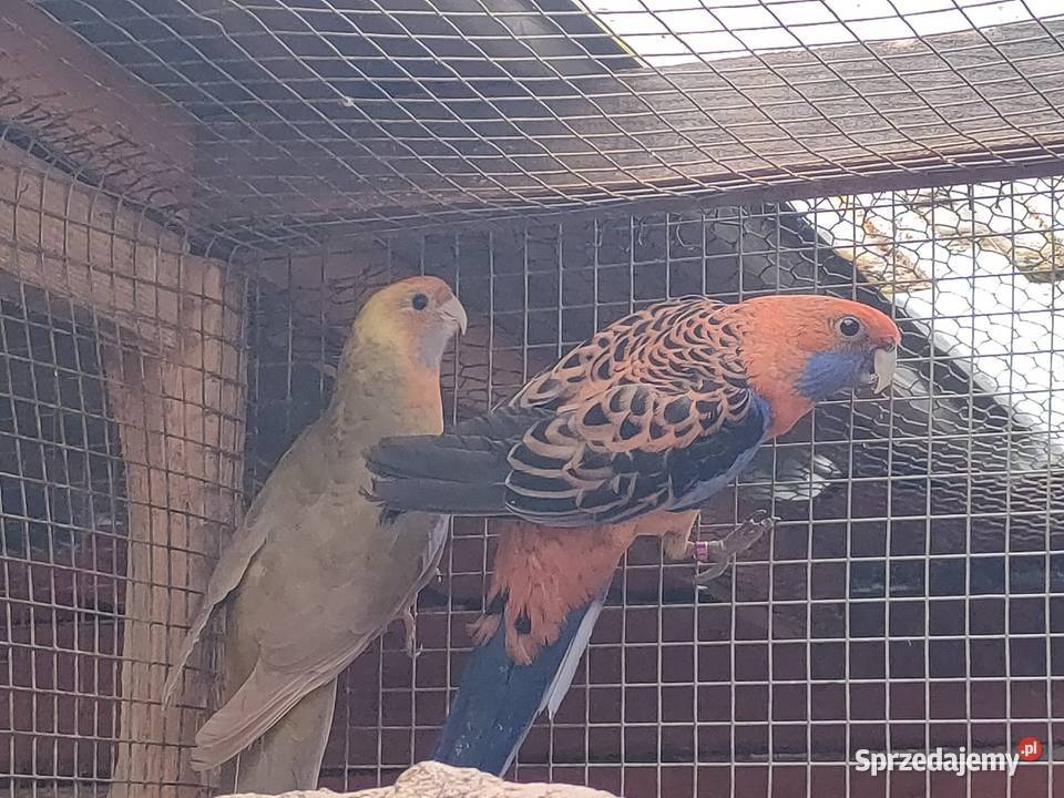 Papugi rozelle aleksandretty