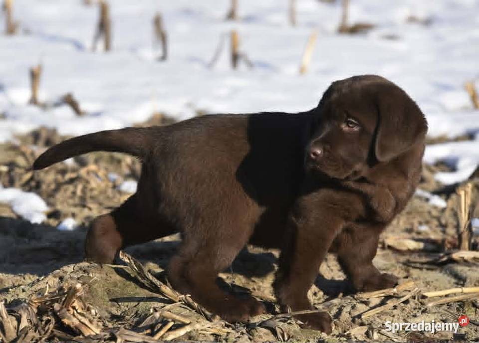 Labrador Retriever czekoladowy FCI ZkwP Galewice