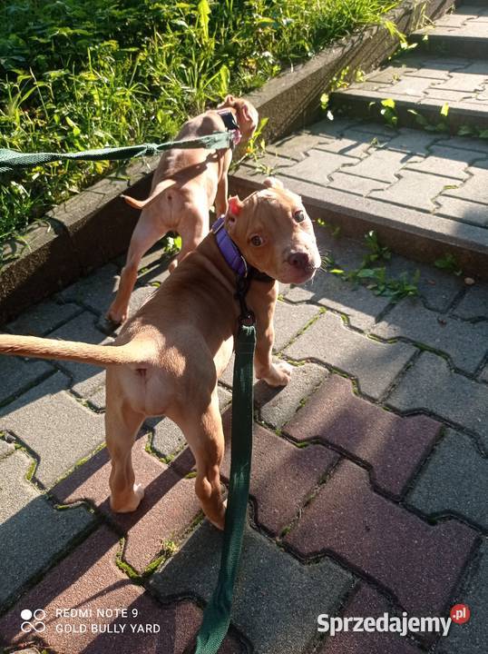 American Bully ABKC suczki sprzedam