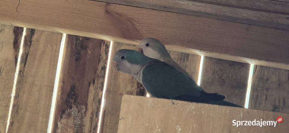 Mnich nizinny para Motycz sprzedam