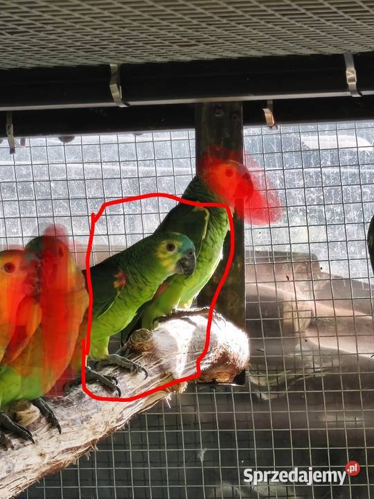 Samica trzyletnia amazonki niebieskoczelnej Olkusz