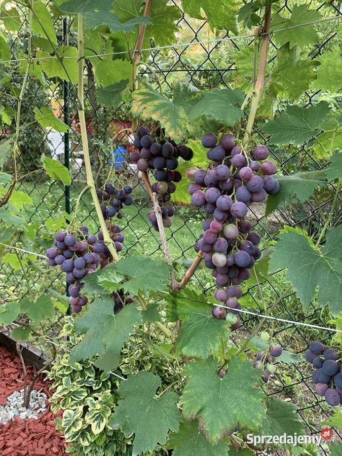 Sadzonki winogrona białe duże smaczne 5