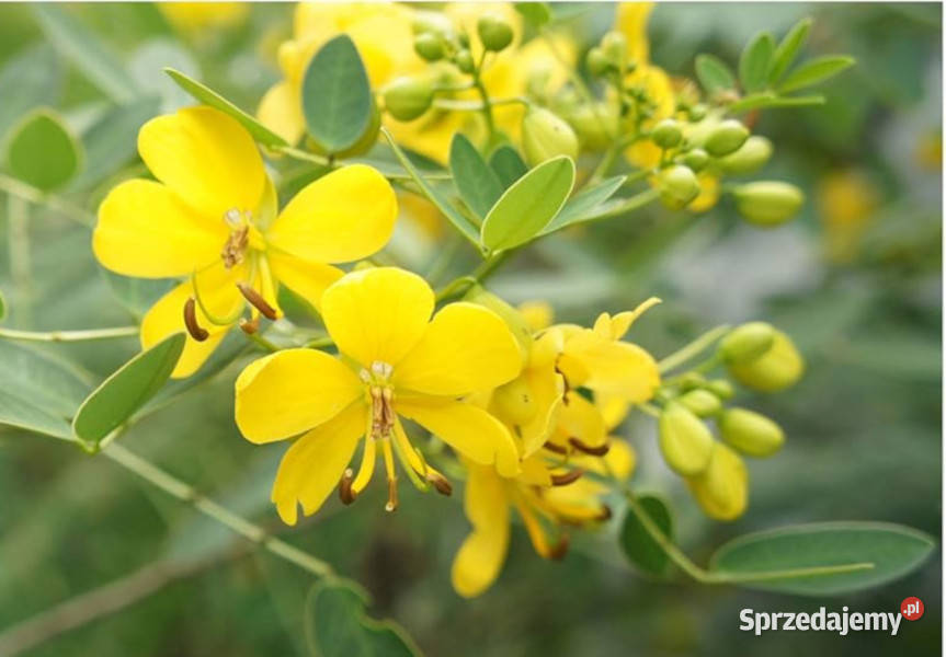 CASSIA OCCIDENTALIS Cassia occidentalis NASIONA Lubanie