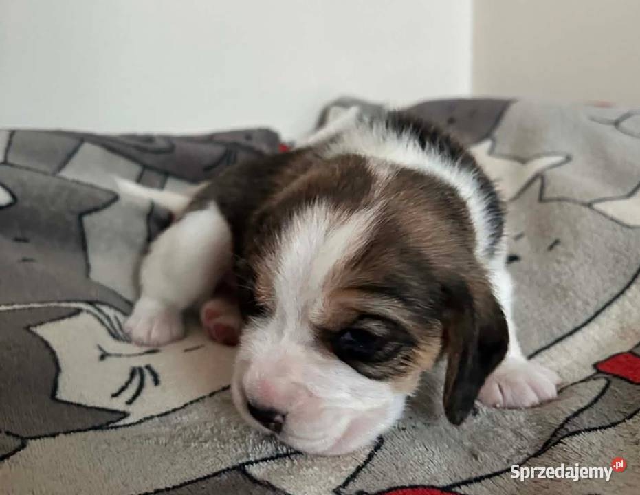 Beagle tricolor ZKwP śląskie