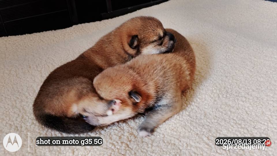 Rezerwacje na dwoje szczeniąt rasy Shiba Inu Bychawka Trzecia