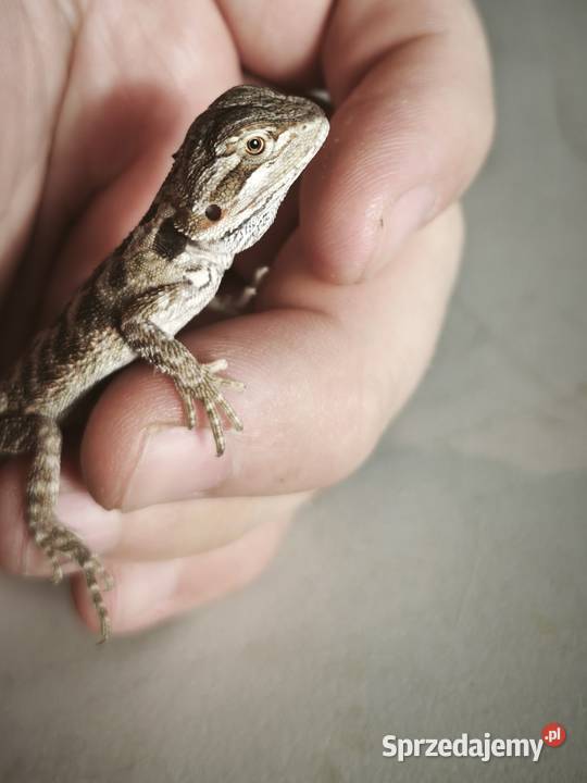 Agama brodata młoda