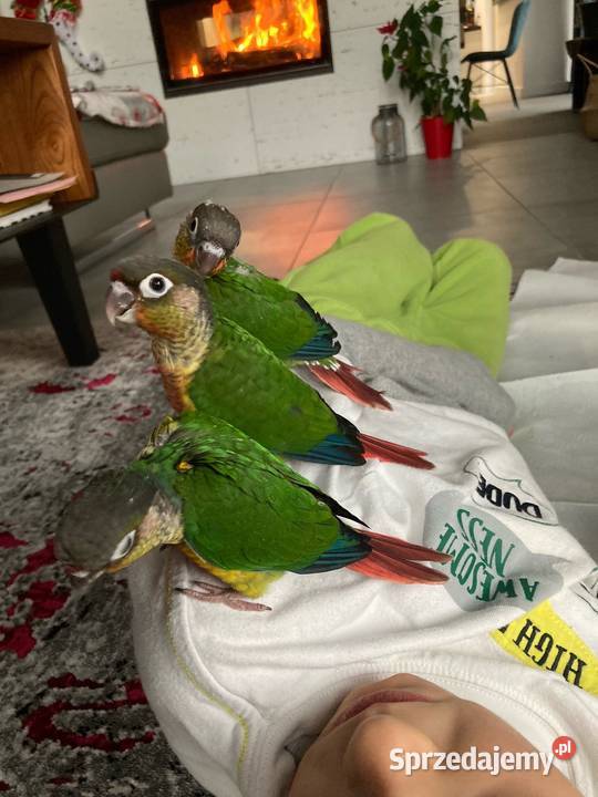 Krasnopiórki czerwonoskrzydłe rudosterki nimfy