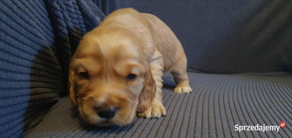 Cocker Spaniel Angielski piesek mazowieckie