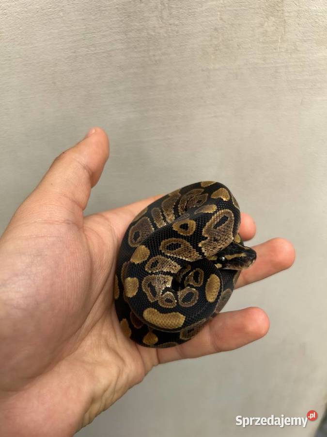 Wąż Pyton Królewski Classic PK172025 Samiec Gady i płazy