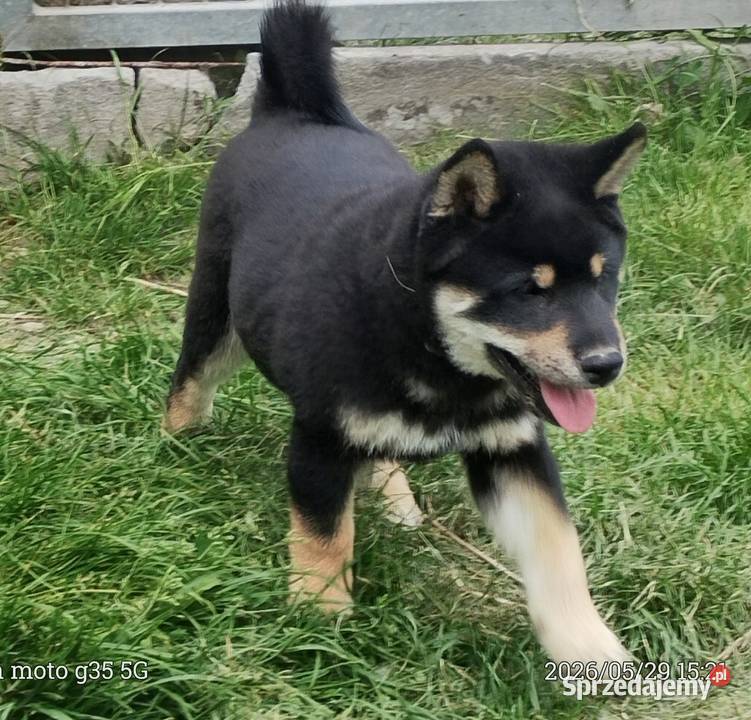 SHIBA INU Nowy miot przyjmujemy zamówienia Bychawka Trzecia