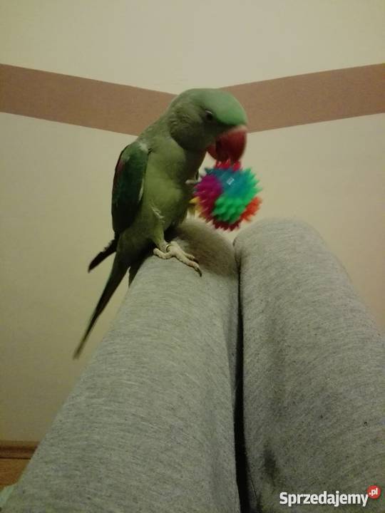 Aleksandretta większa Ptaki Toruń