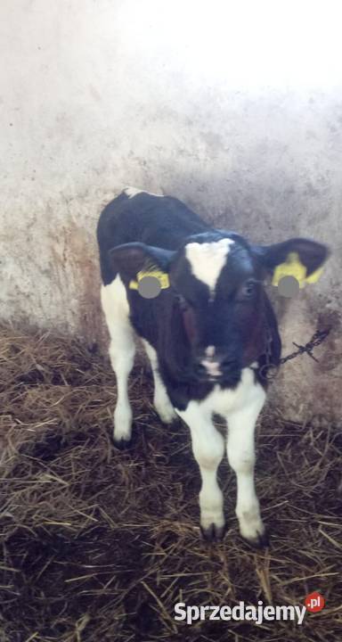 Sprzedam cielę byczka HF cielak
