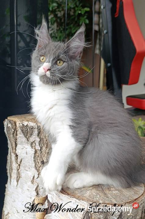 duży niebieski z białym Maine Coon FPL Gdańsk