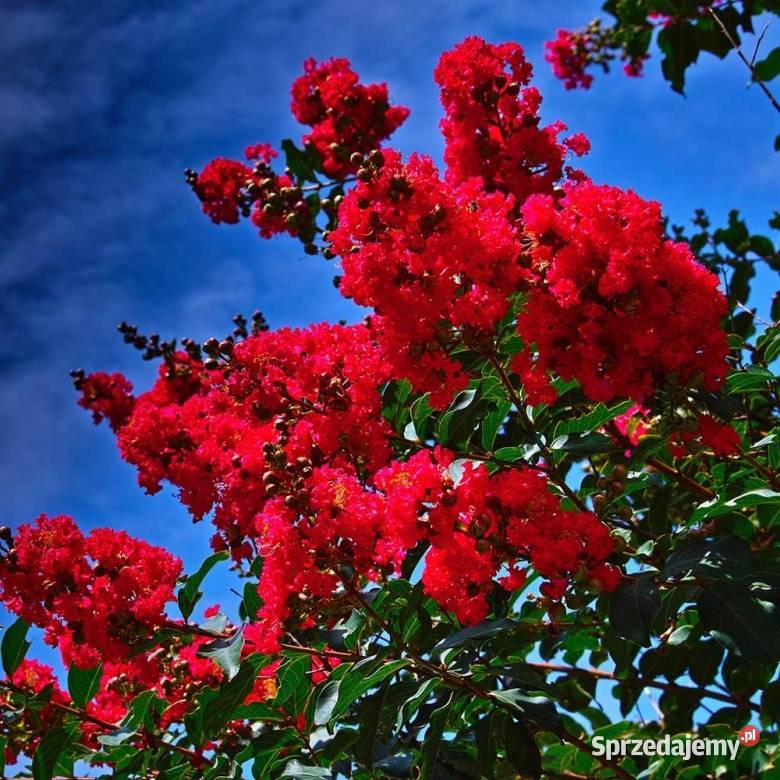 Lagerstroemia Petite Red opolskie Opole sprzedam