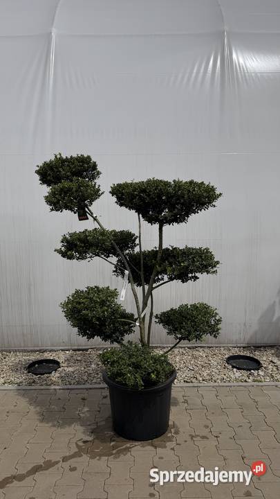 Ostrzokrzew crenata Green Hedge Bonsai 125150 Kobyla Góra