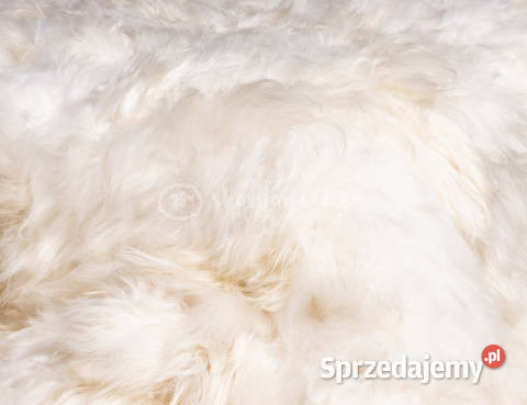 Narzuta ze skóry owczej islandzkiej białakrem Szaflary sprzedam
