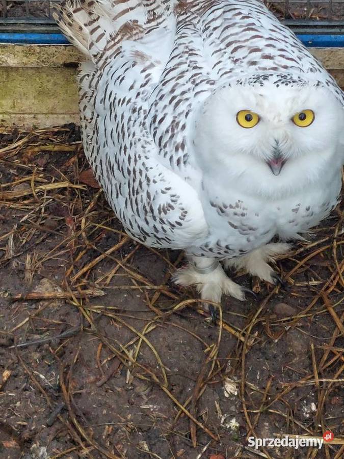 Sowy śnieżne Grodzisk Wielkopolski