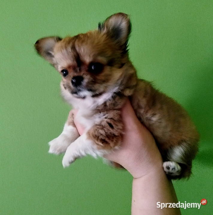 Maleńka sunia chihuahua Konin sprzedam