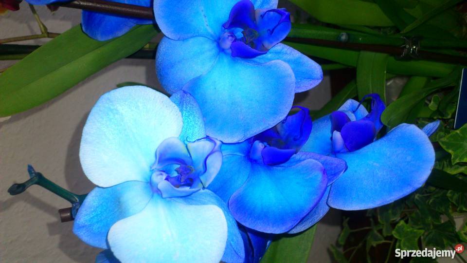 Storczyk Orchidea Phalaenopsis Blue Mistique opolskie Strzelce Opolskie