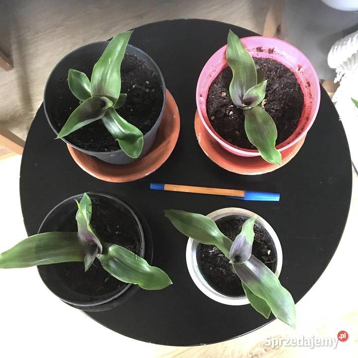 Złoty wąs callisia fragrans Warszawa