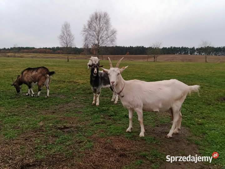 Kozie mleko Dobropole